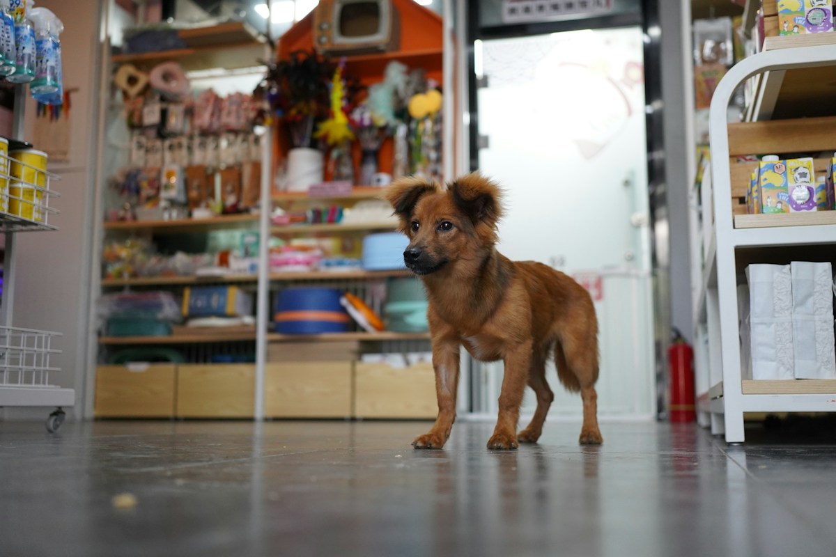 About Premier Pet Supply