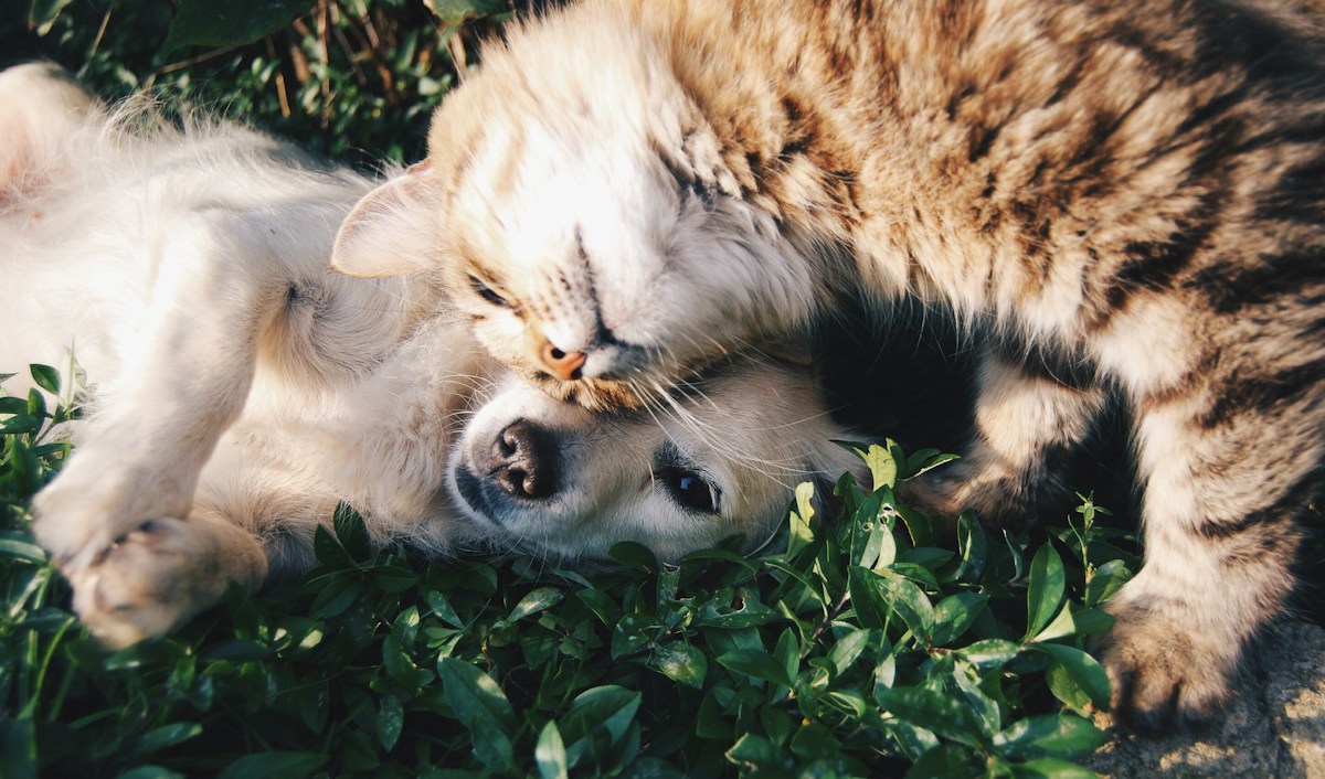 Happy Pets Start Here
