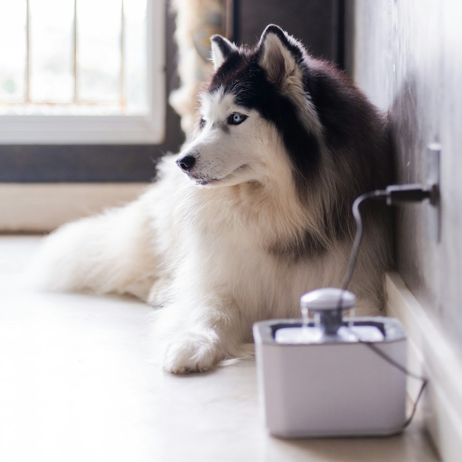 Automatic Pet Water Fountain