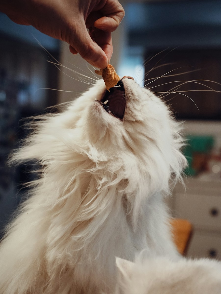 Crunchy Cat Treats — Tuna Flavour (60g)