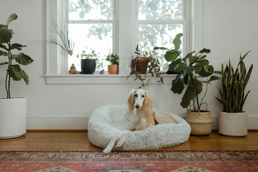 Cosy Round Cushion Pet Bed