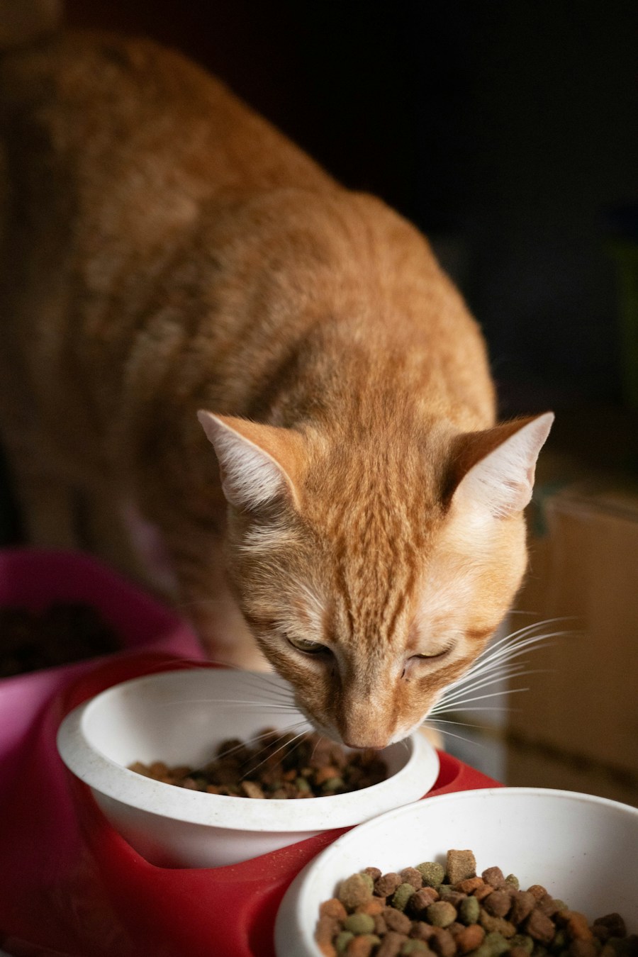 Adult Dry Cat Food — Salmon (1.5kg)