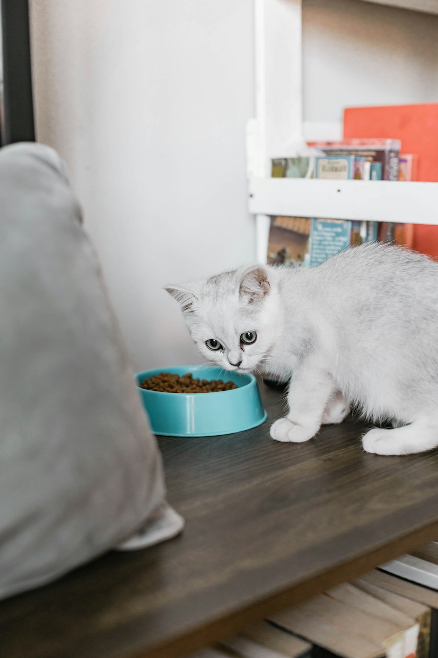 Oven-Baked Dry Cat Food (5kg)