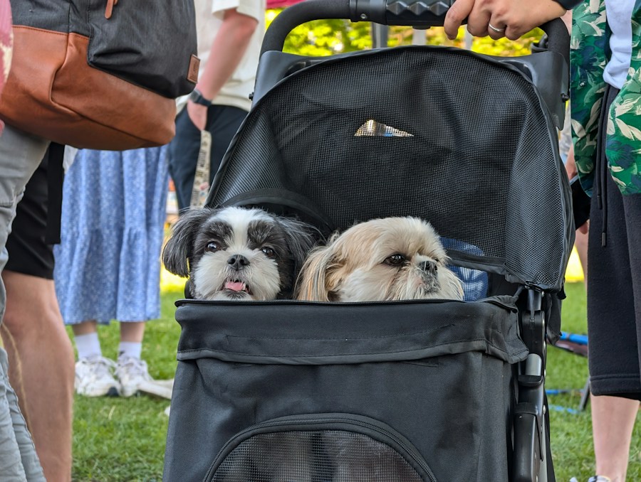Pet Stroller