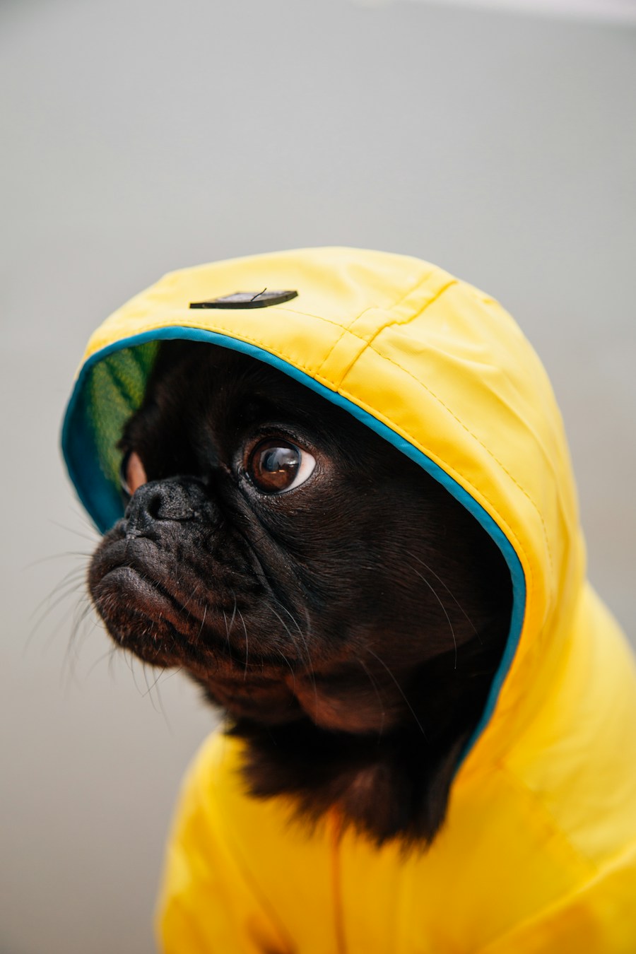 Waterproof Pet Raincoat